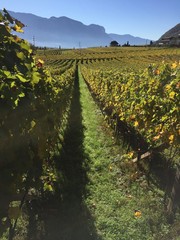 Fototapeta na wymiar vigne vigneti uva autunno vino uve