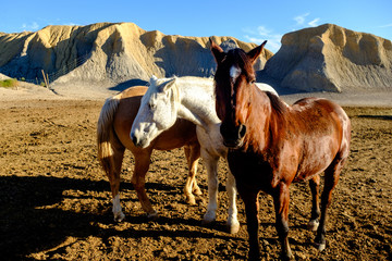 three horses stand idle in a field the late afternoon sun against a backdrop of golden craggy hills and blue sky in west Texas as they wait to give trail rides to visitors