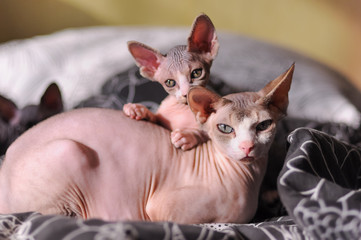 two cat Sphynx