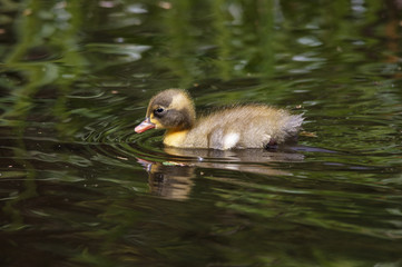 Duckling Swimming