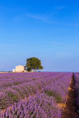 Lavender field summer  near Valensole
