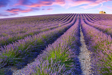 Fototapeta na wymiar Lavender field summer near Valensole