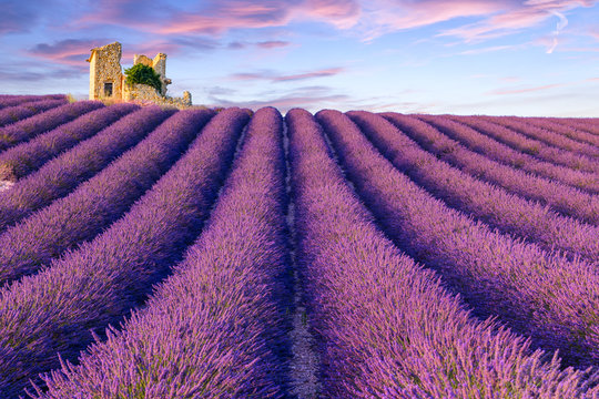 Fototapeta Lavender field summer  near Valensole