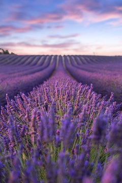 Fototapeta Lavender field summer sunset landscape  near Valensole