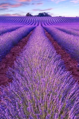 Fototapete Lavendel Lavendelfeldsommersonnenunterganglandschaft nahe Valensole