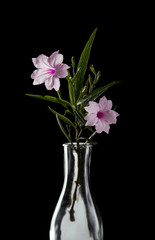 pink flower in glass bottle