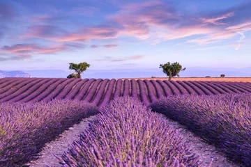 Acrylic prints Lavender Lavender field summer sunset landscape