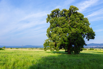 Fototapeta na wymiar A lone tree in a green field
