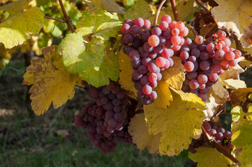 vigne et raisin en automne 