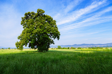 A lone tree in a green field
