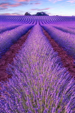 Fototapeta Lavender field summer sunset landscape  near Valensole