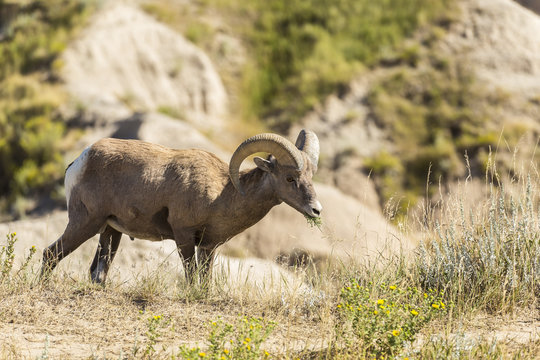 Bighorn Sheep Male