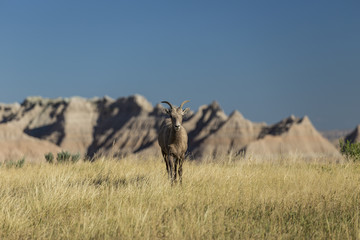Bighorn Sheep Female