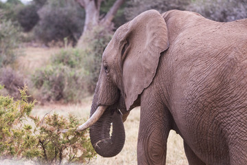 Elephant eating Samburu National Park, Kenya, Africa