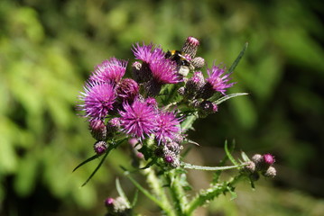 Thistle