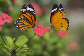 Beautiful butterflies flying on flowers