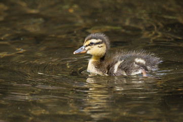 Mallard Duckling