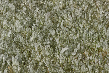 Ice Coated Grass