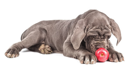Fototapeta na wymiar Young puppy italian mastiff cane corso playing with red apple