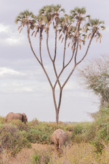 Fototapeta premium Samburu landscape with elephants in Kenya, Africa