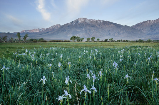 Mount Tom And Wild Iris