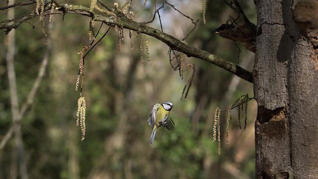 Blue Tit, parus caeruleus , Adult flying and  landing on Tree Trunk, Slow motion