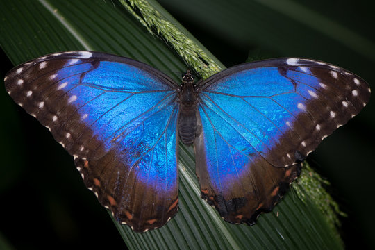 Peleides Blue Morpho (Morpho peleides) butterfly upperside. Brilliant iridescent blue South and Central American butterfly in the family Nymphalidae