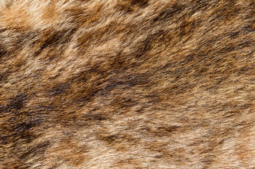 Bobcat Fur Background