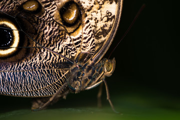 Giant owl butterfly (Caligo memnon) head and thorax. Enormous Central and Southern American butterfly in the family Nymphalidae, close up of compound eye and body