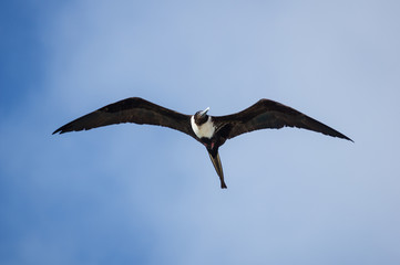 Magnificent Frigatebird
