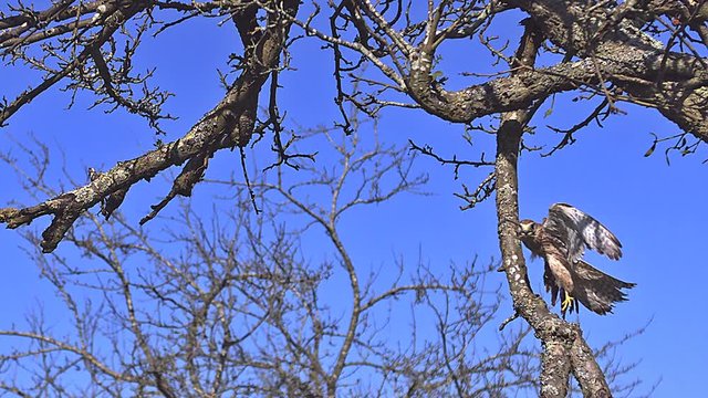 Common Kestrel, falco tinnunculus, Adult taking Off from Branch against Blue sky, Slow motion
