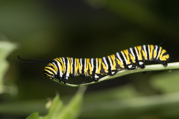 Monarch butterfly (Danaus plexippus) caterpillar. Mature larva (fifth instar) of North American butterfly in the family Nymphalidae, feeding on milkweed (Asclepias sp.) - obrazy, fototapety, plakaty