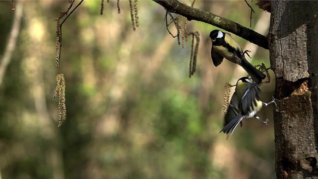 European Robin, erithacus rubecula, Adult Landing on Tree Trunk, Taking off and Flying, Slow motion