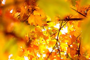 Herbstlich-bunte Blätter