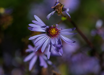Wildflower missing some petals close up