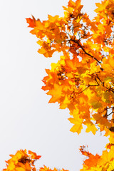 Herbstlich-bunte Bl&auml;tter