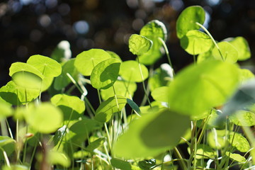 Nasturtium leaves basking in late morning sunlight