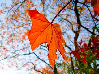 the red maple leaf on natural background