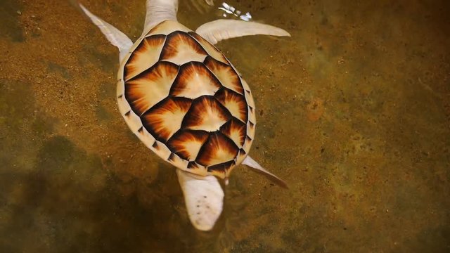 White turtle swimming in a pool at a turtle hatchery in Sri Lanka.