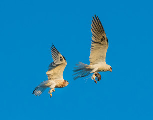 Whitetailed Kites chasing parent with prey and exchanging it in midair