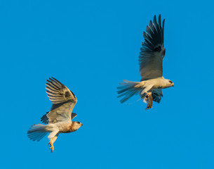 Obraz premium Whitetailed Kites chasing parent with prey and exchanging it in midair