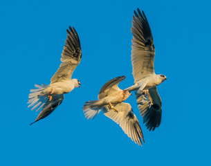 Whitetailed Kites chasing parent with prey and exchanging it in midair