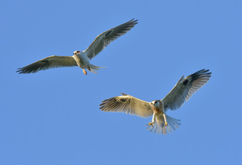 Whitetailed Kites chasing parent with prey and exchanging it in midair