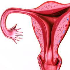 Female reproductive system.3D render