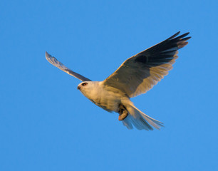 Whitetailed Kites chasing parent with prey and exchanging it in midair