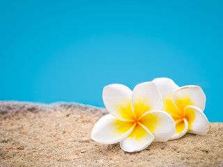 Two plumeria flowers on pastel background