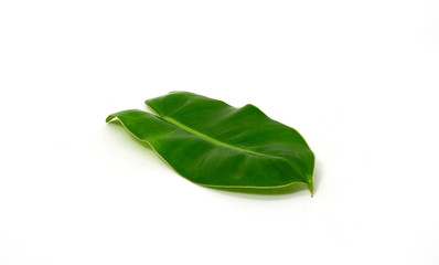 Plumeria leaf isolated on white background.
