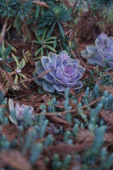 Pastel echeveria growing outdoors, nestled in brown pine needles
