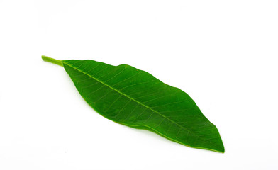 Plumeria leaf isolated on white background.