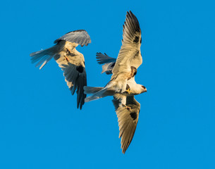 Whitetailed Kites chasing parent with prey and exchanging it in midair
